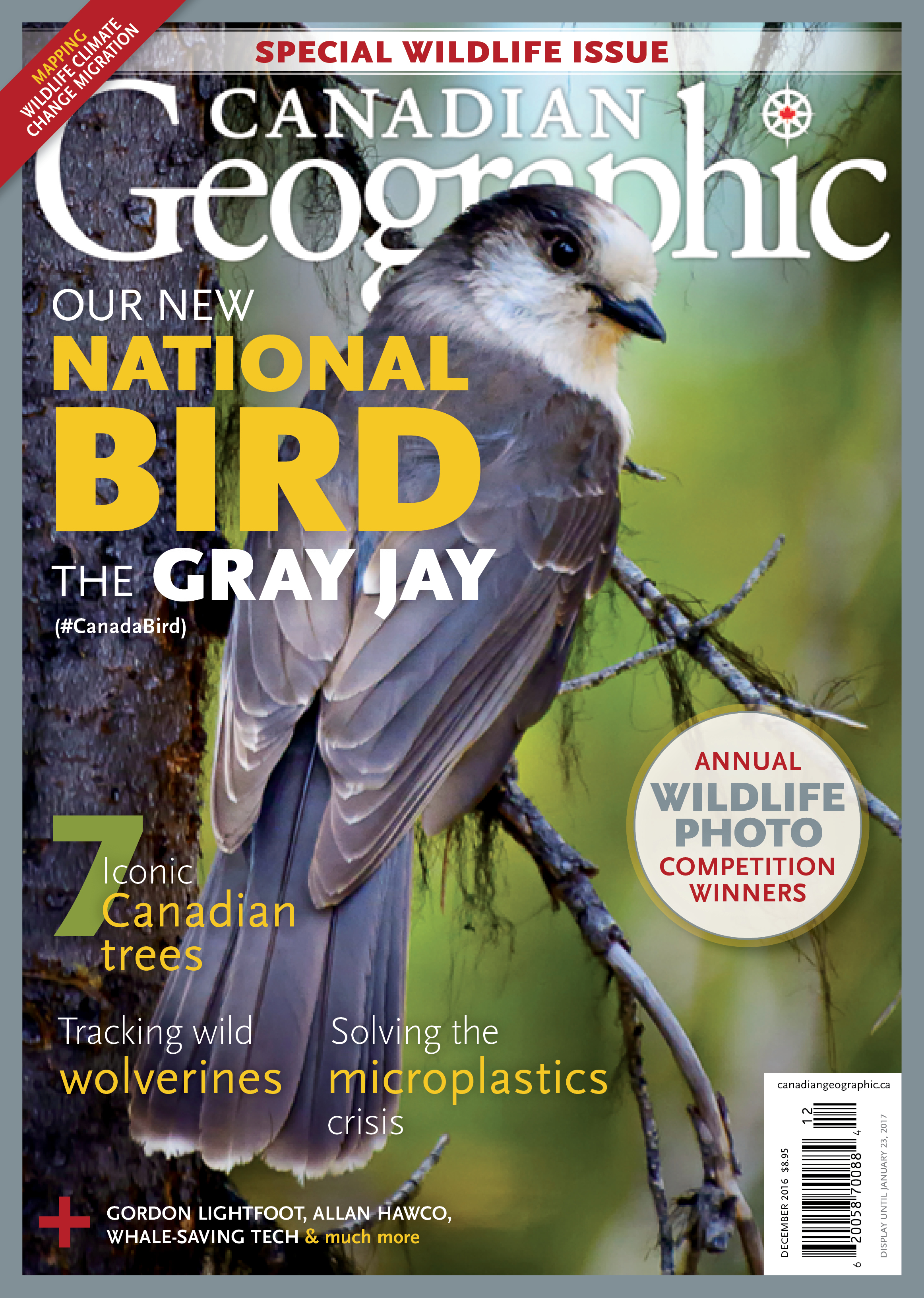 grayjaycanadiangeographic