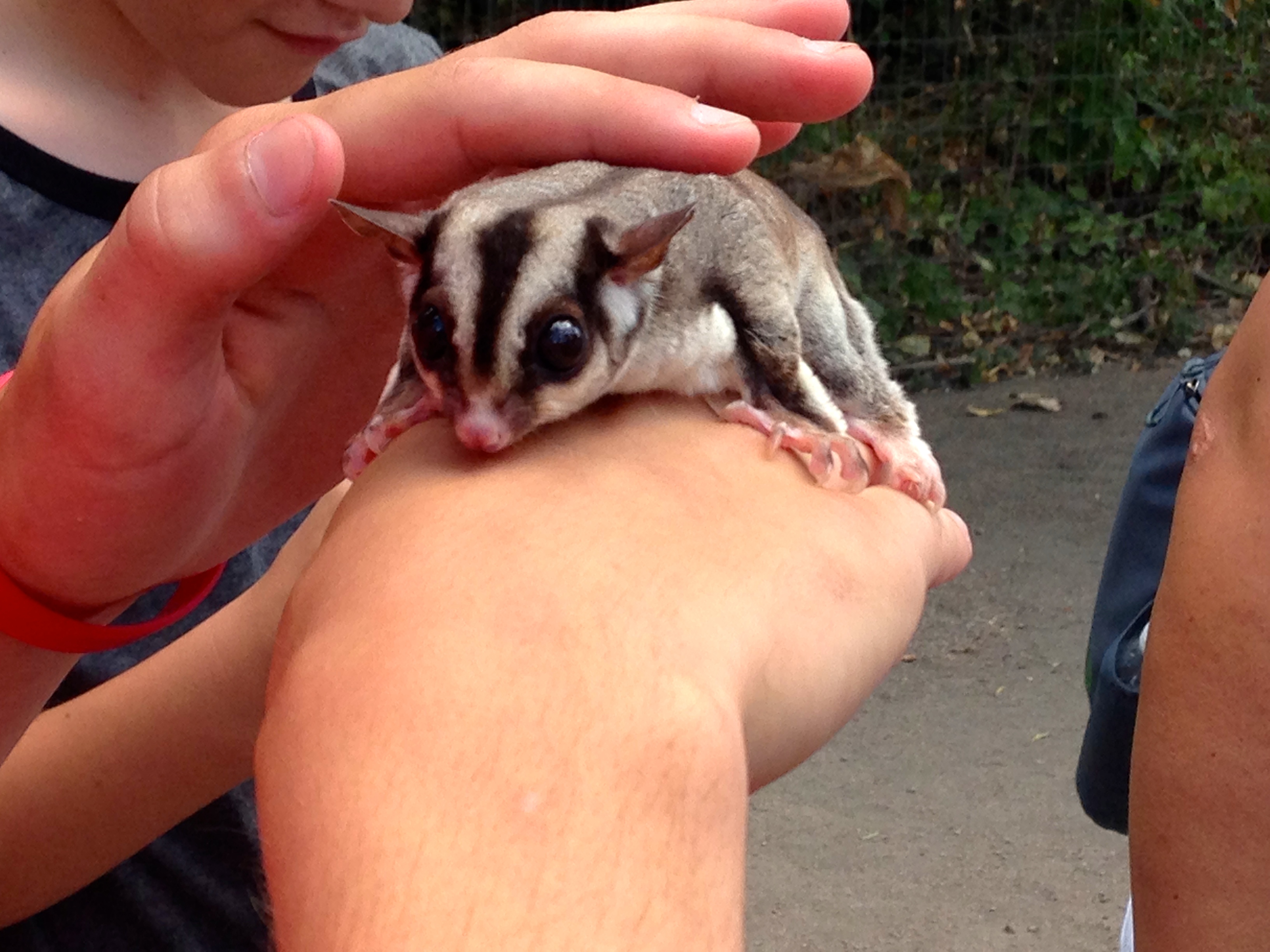 Sugar glider