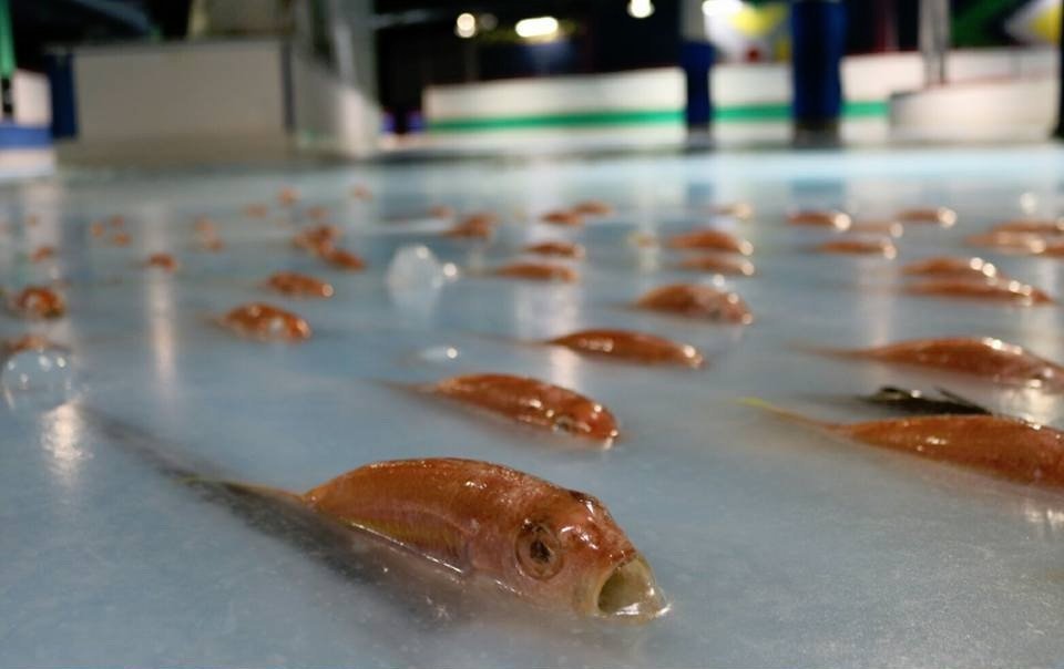 A skating rink in Japan featuring frozen fish was popular, until it wasn't. Space World/Facebook