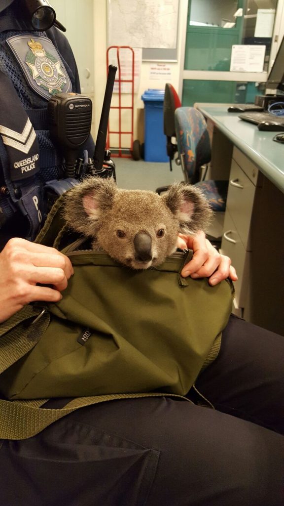koala-image5