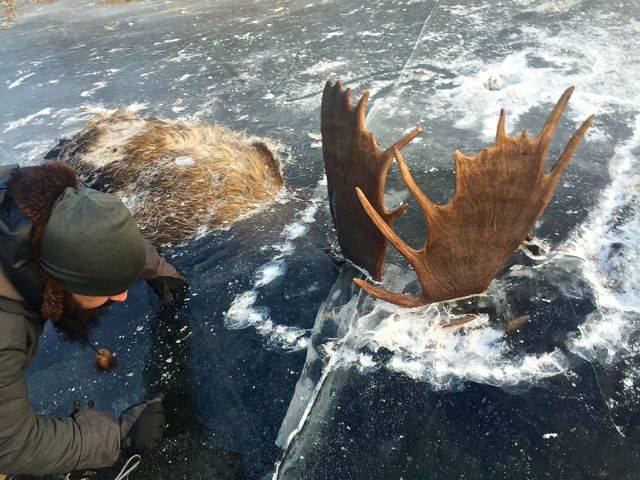 Moose frozen in battle in Alaska. Jeff Erickson/Facebook