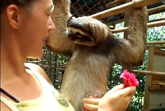 slothflowerhug