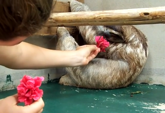 slothflowerhugcostarica