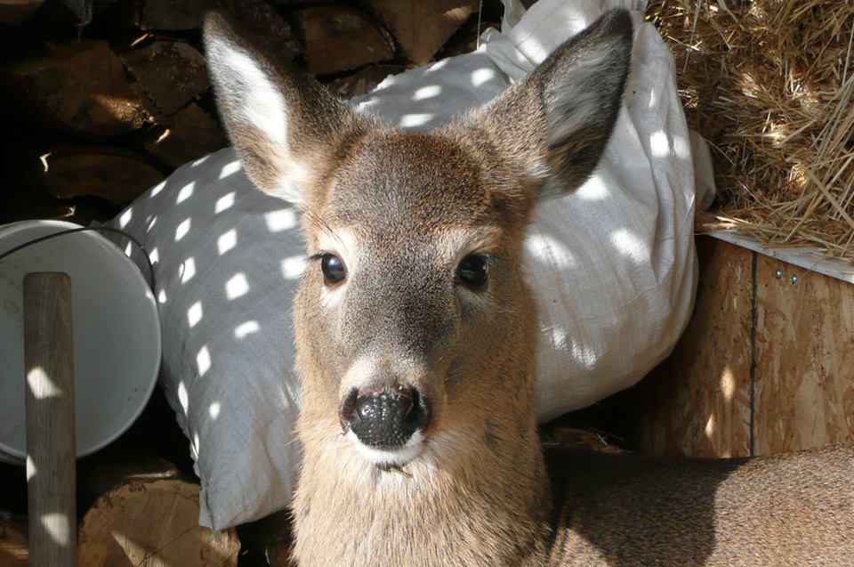 deerorphanedmayquebec
