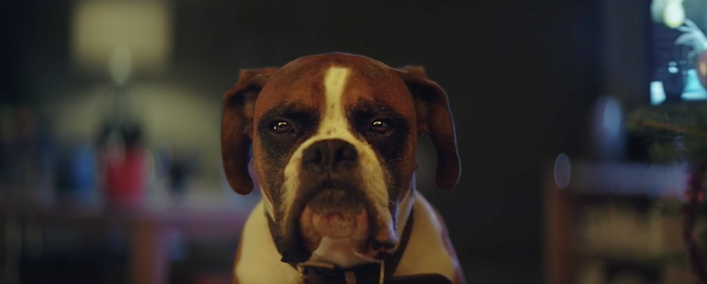 johnlewistrampolinedog