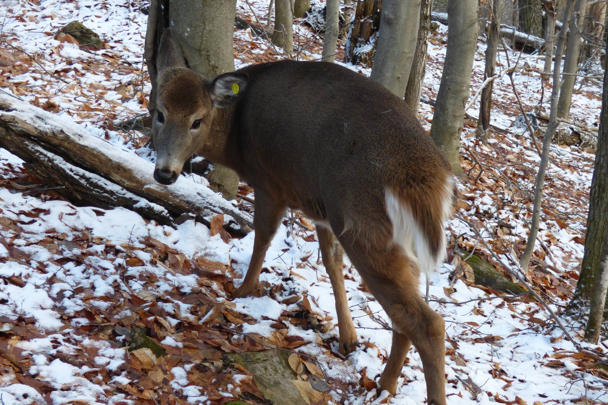 maydeerreturnedquebec