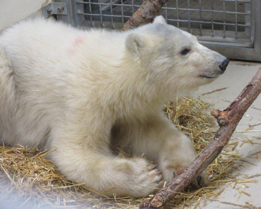 An orphaned male polar bear cub is settling into the Assiniboine Park Zoo/Facebook