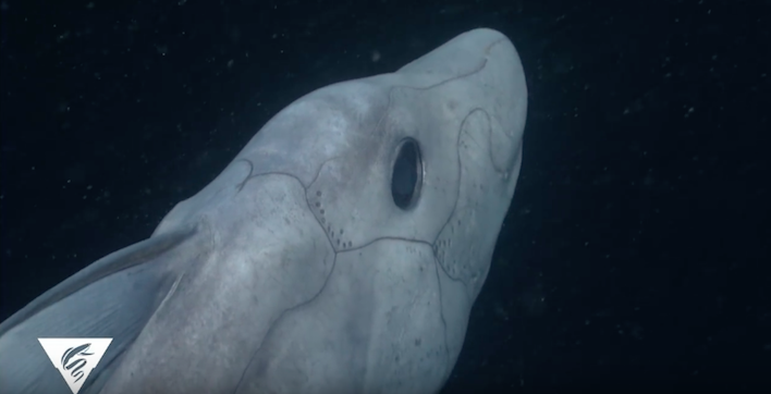 ghostsharkcalifornia