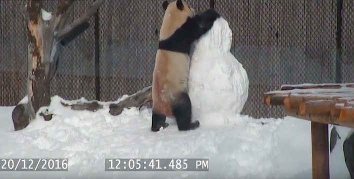 giantpandavssnowman