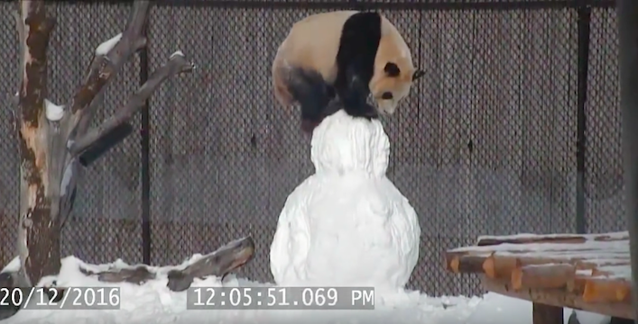 giantpandavssnowman2