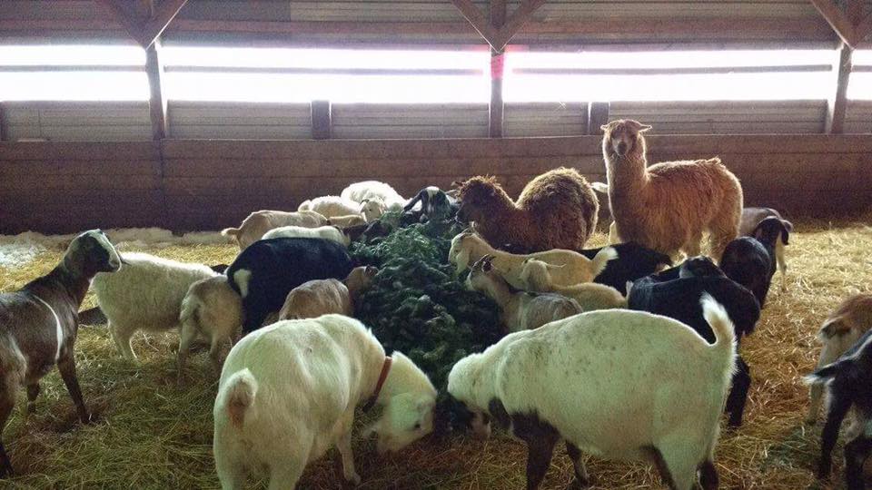 goatsalpacaxmastrees