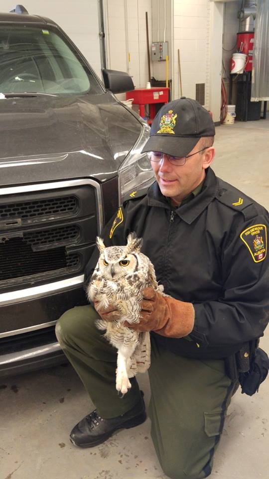 owlsavealbertafishwildlife2