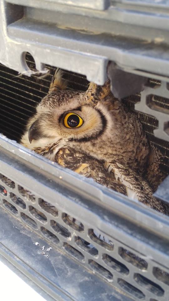 owlsavedalbertafishwildlife