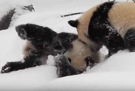 pandacubsplayingsnowtorontozoo
