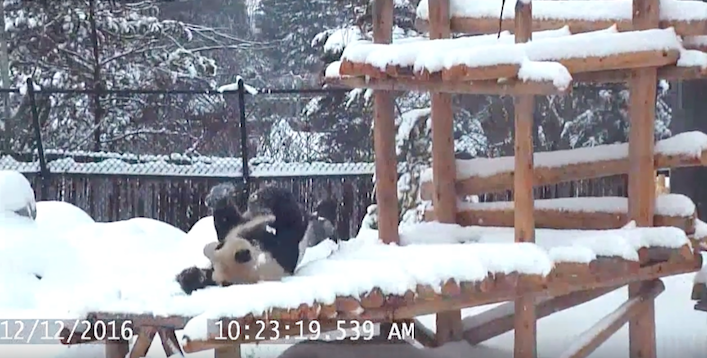 pandainsnowtorontozoo1212