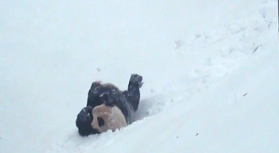 pandasnowtorontozoodec12