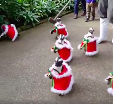penguinssantasuitsjapan
