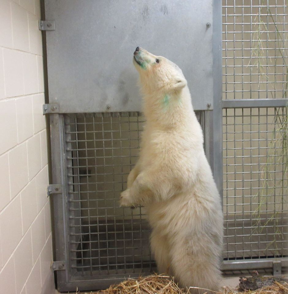polarbearcubfemale2assiniboine