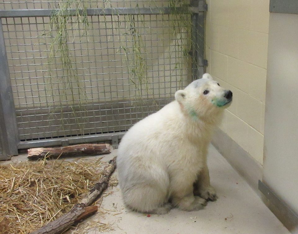 An orphaned female polar bear cub arrived at the Assiniboine Park Zoo in November/Facebook