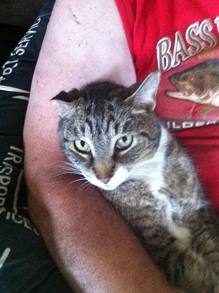 A photo of Tiger the missing cat supplied to his rescuer. Brad Slater/Facebook