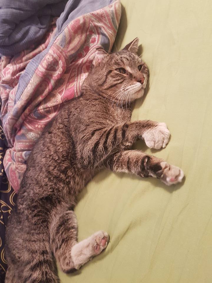 Q199 lounges as he recovers from a near-death experience. Brad Slater/Facebook