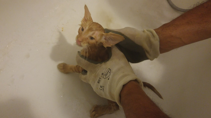 screen-shot-2017-01-01-at-5-12-28-pm