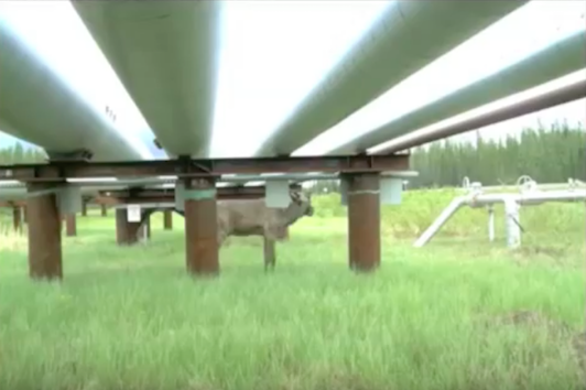 cenovusmoosepipeline