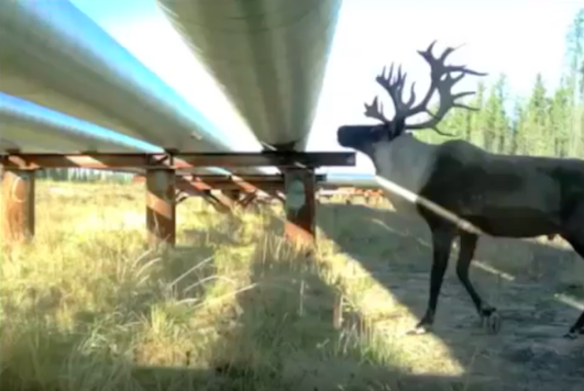 cenovuspipelinewildlife