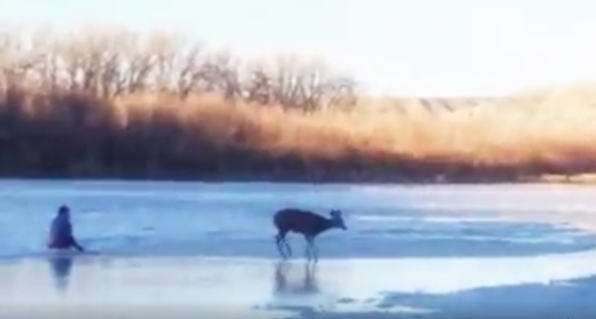 deerrescueddrumheller