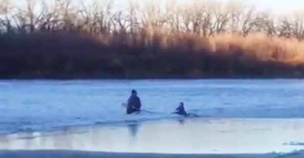 deerrescuedrumheller