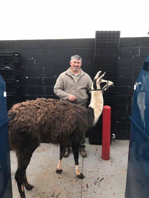 "Captain Hale, llama whisperer,"