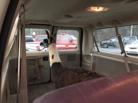 "The llama travels in a van, Oconee County Georgia Sheriff's Office. Facebook