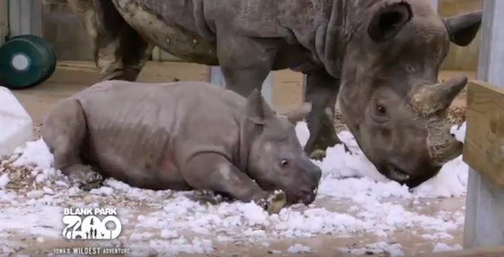 rhinobabysnowblankparkzoo